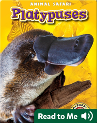Platypuses: Animal Safari