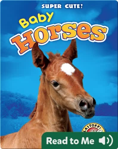 Cute Baby Horses - Bilscreen