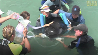 Stranded Pilot whale rescued by volunteers!