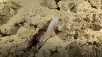 Rare Blind Cavefish in Mexican cave system