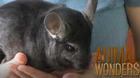 Chinchillas! What, Where, and How