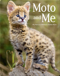 Moto and Me: My Year as a Wildcat's Foster Mom