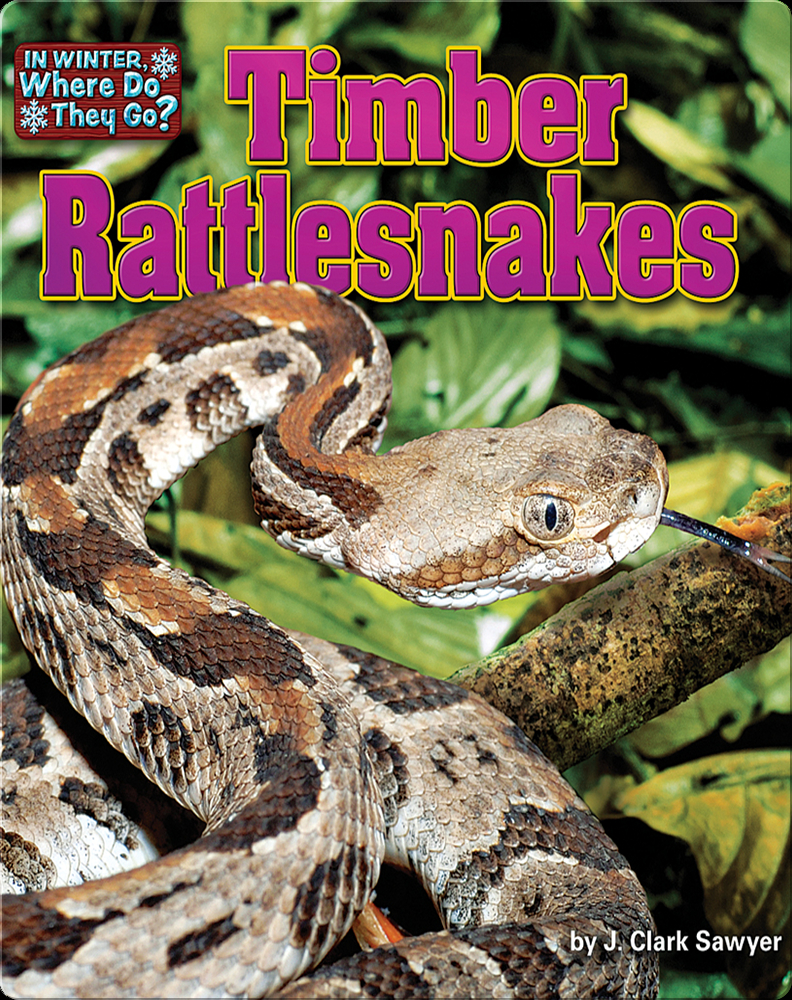 Timber Rattlesnakes Children's Book by J. Clark Sawyer Discover