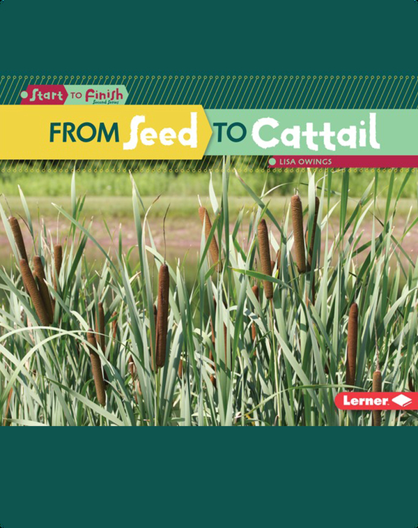 From Seed to Cattail