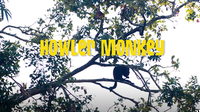 Gabby Wild and The Howler Monkeys