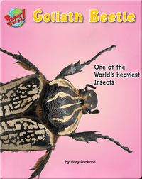 Goliath Beetle: One of the World's Heaviest Insects