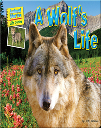 A Wolf's Life
