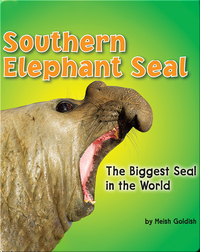 Southern Elephant Seal: The Biggest Seal in the World