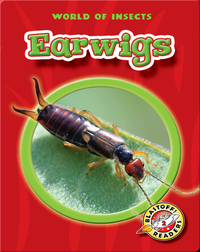 World of Insects: Earwigs