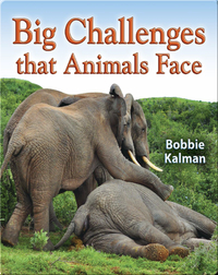 Big Challenges that Animals Face