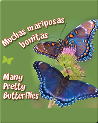 Muchas Mariposas Bonitas  (Many Pretty Butterflies)
