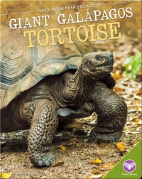 Giant Galápagos Tortoise