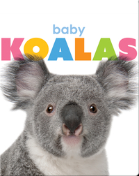 Starting Out: Baby Koalas
