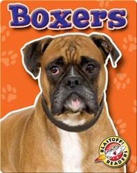 Boxers: Dog Breeds