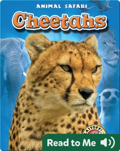 Cheetahs: Animal Safari