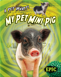 My Pet Mini Pig