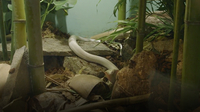 White Cobra Makes Debut at San Diego Zoo