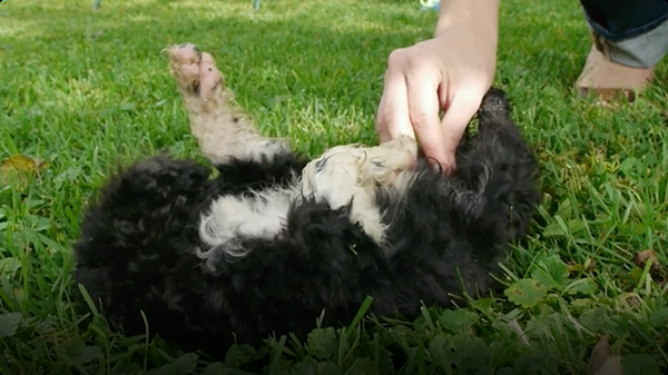 A Puppy’s New Home: Portuguese Water Dogs