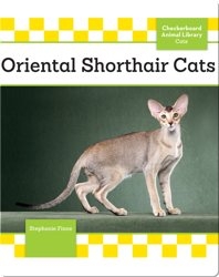 Oriental Shorthair Cats