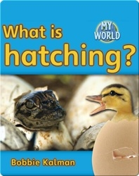 What Is Hatching?