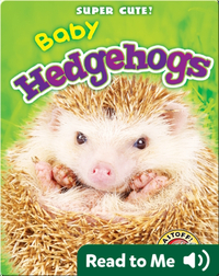 Super Cute! Baby Hedgehogs