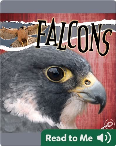 Raptors: Falcons
