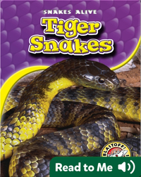 Tiger Snakes