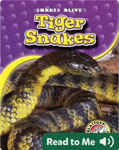 Tiger Snakes