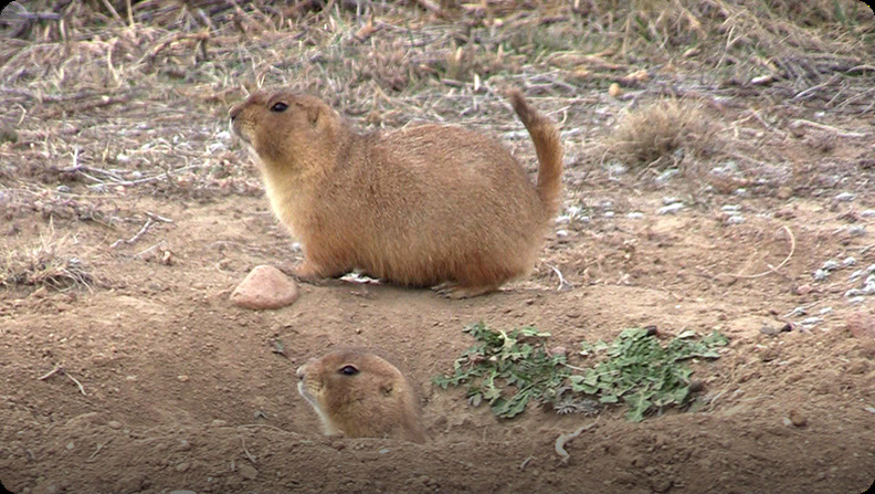 Prairie Dogs Video Discover Fun And Educational Videos That Kids Love Epic Children S Books Audiobooks Videos More