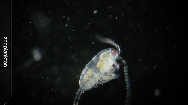 From Drifter to Dynamo: The Story of Plankton