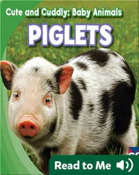 Cute and Cuddly: Piglets