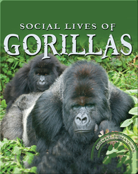 Social Lives of Gorillas