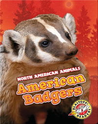 American Badgers
