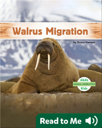 Walrus Migration