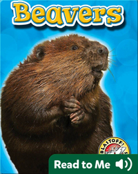 Beavers: Backyard Wildlife