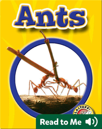 Ants: World of Insects