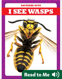 I See Wasps