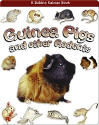 Guinea pigs and other Rodents
