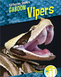 Gaboon Vipers