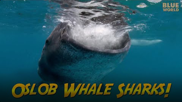 Jonathan Bird's Blue World: Philippines Whale Sharks!