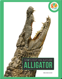 Spotlight on Nature: Alligator