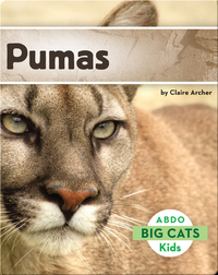 Big Cats: Pumas