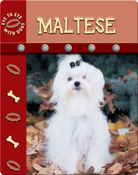 Eye To Eye With Dogs: Maltese