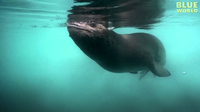 Diver has Amazing Encounter with Leopard Seal!