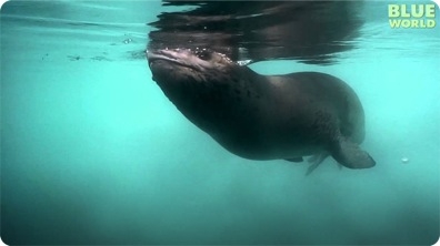 Diver has Amazing Encounter with Leopard Seal!
