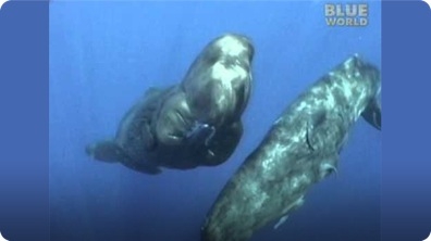 Amazing encounter between diver and Sperm whales!