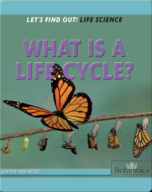 What Is a Life Cycle?