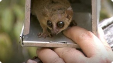 The World's Smallest Lemur (Attenborough and the Giant Egg)