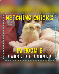 Hatching Chicks in Room 6