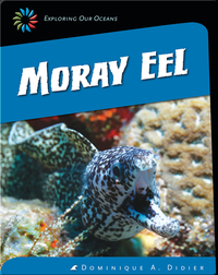 Moray Eel